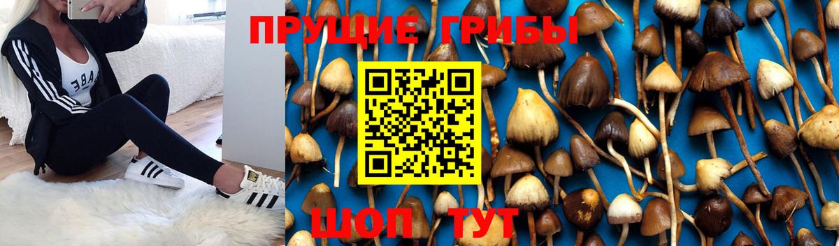 Котлас  Псилоцибиновые грибы мухоморы  Вход с VPN 